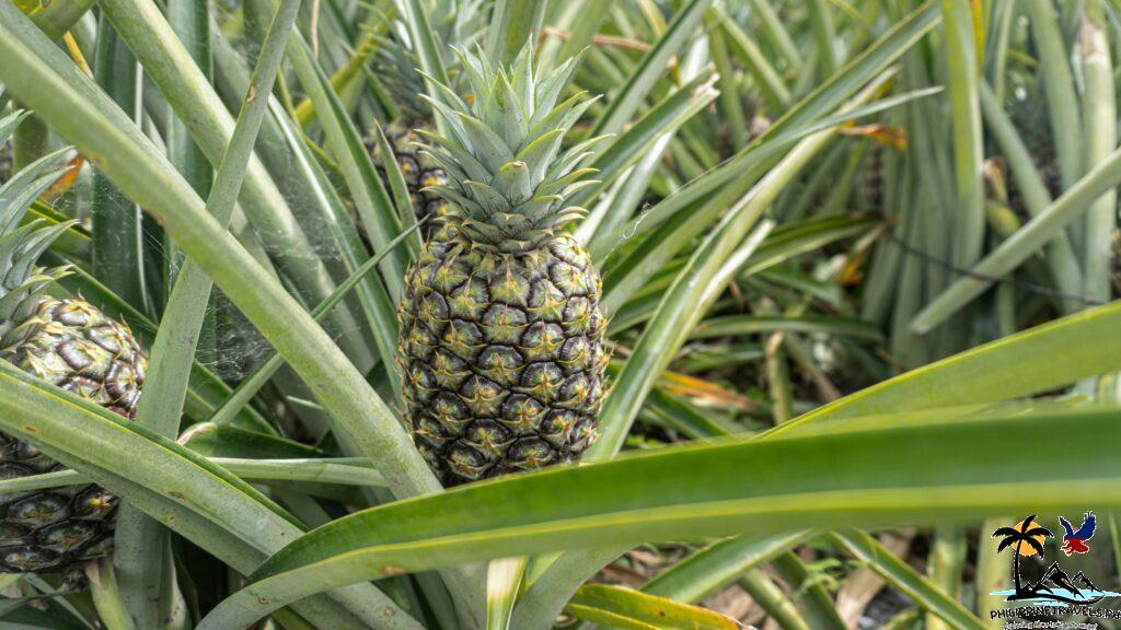 DOLE Pineapples