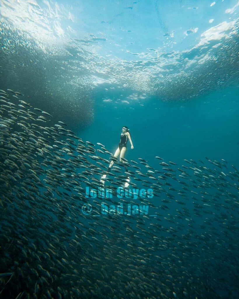 Swimming with Moalboal sardines