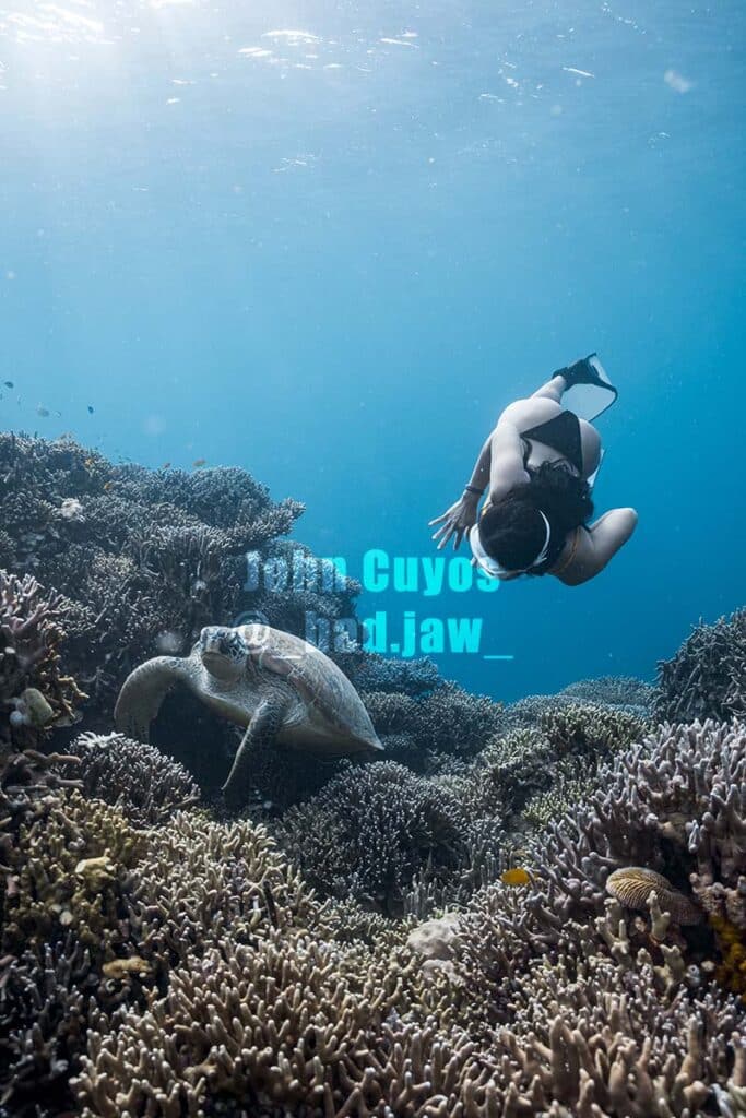 Swimming with turtles in Moalboal