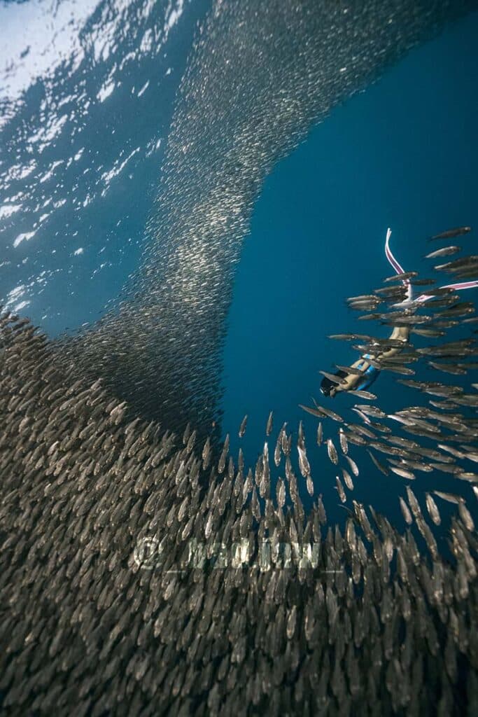 Moalboal Sardine Run 6