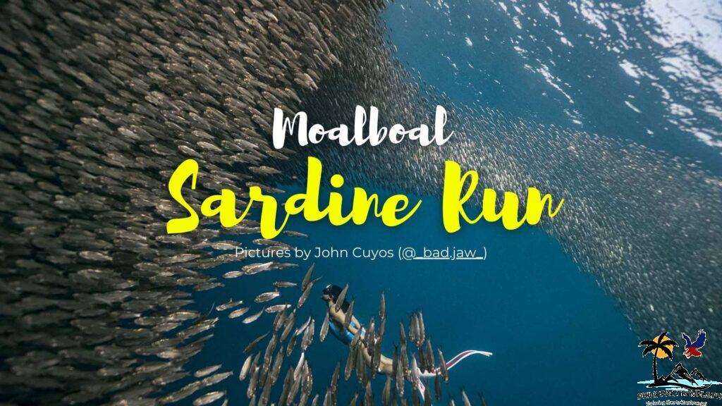 Moalboal Sardine Run Cover Photo