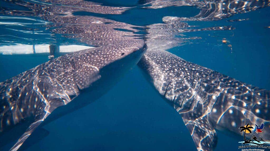 Whale Sharks