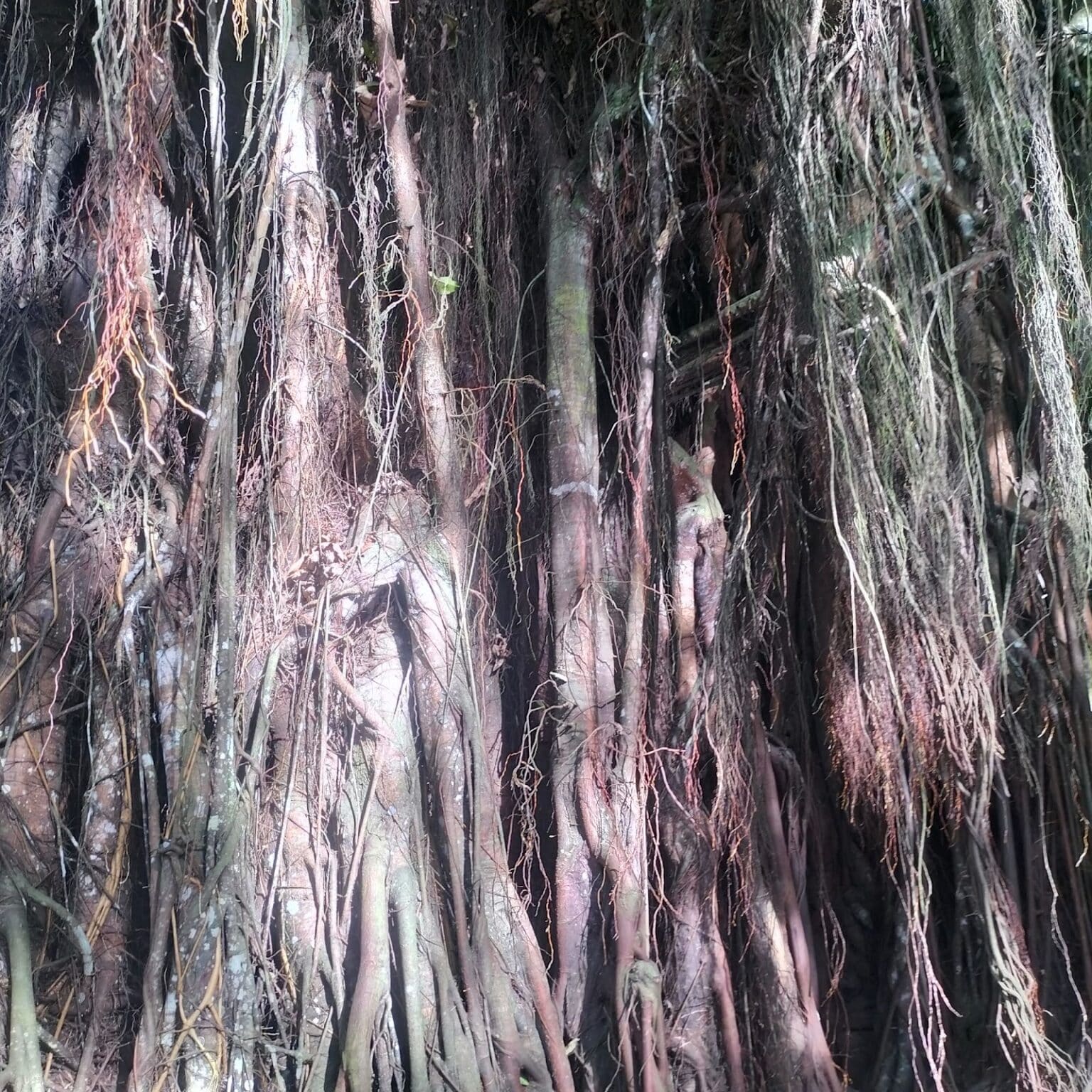 Siquijor’s Enchanted Balete Tree: Everything You Need to Know ...