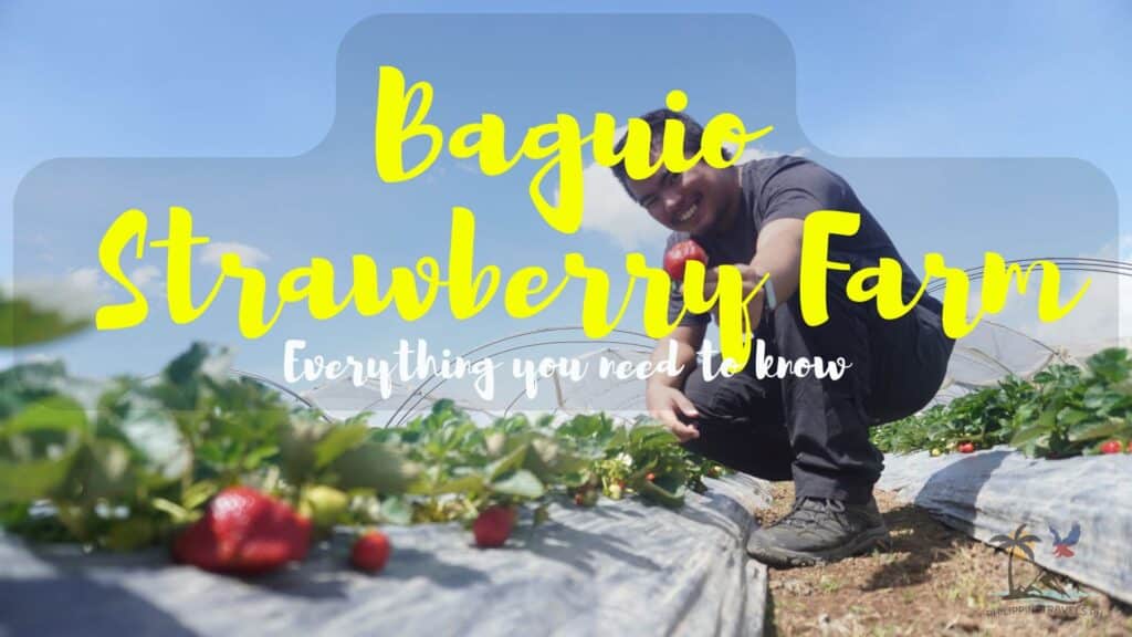 Baguio Strawberry Farm