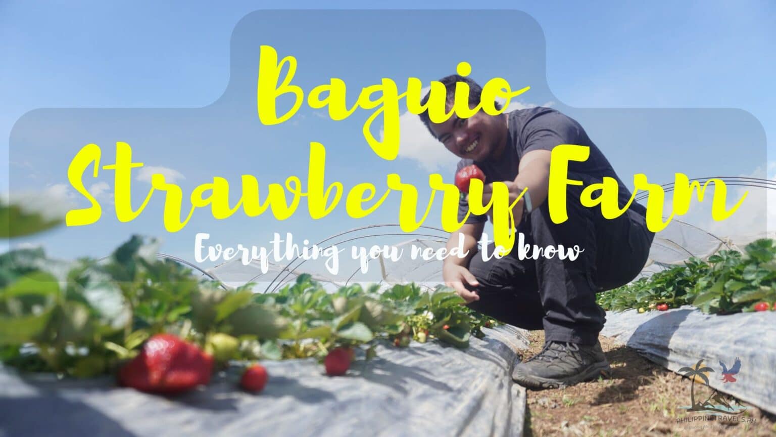 Baguio Strawberry Farm Everything You Need to Know in 2026